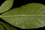 Plumleaf azalea
